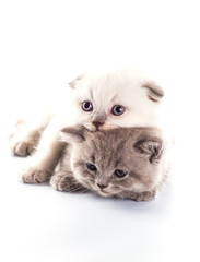 Fototapeta na wymiar Funny British kitten isolated on white background