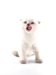 Funny British kitten isolated on white background