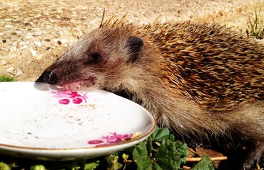 thirsty hedgehog 