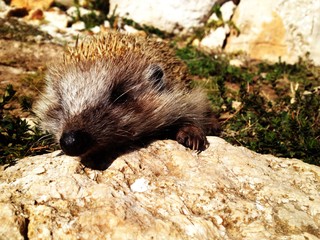 cute little hedgehog
