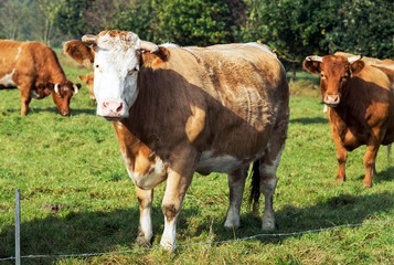 Fototapeta na wymiar robuste Limousin-Rinder in Freilandhaltung auf der Weide