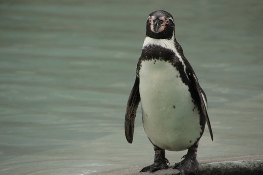 pingouin