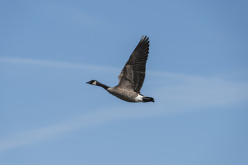 Geese in flight
