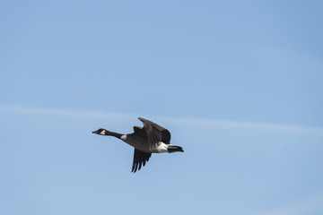 Geese in flight
