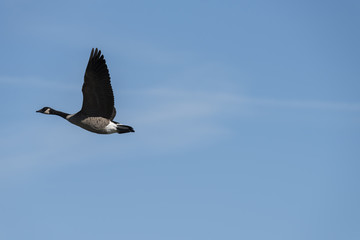 Geese in flight
