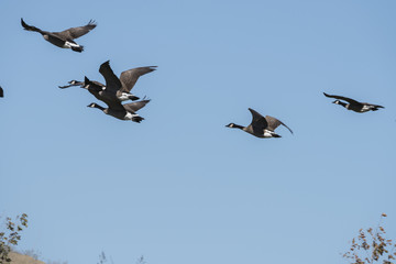 Geese in flight