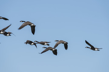 Geese in flight