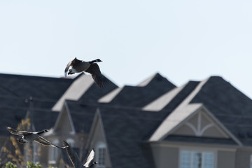 Geese in flight