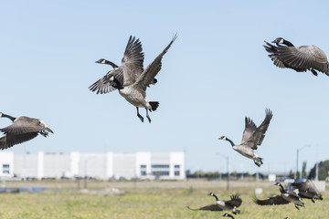 Geese in flight