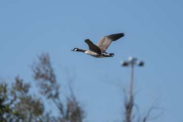 Geese in flight
