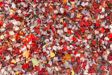 Colorful fall leafs on green grass background