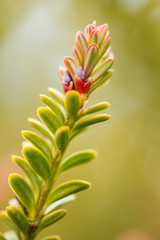 Alpine Totara close up (Podocarpus nivalis)