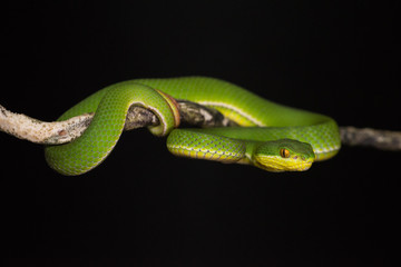 White lipped viper full body (Trimeresurus albolabris)