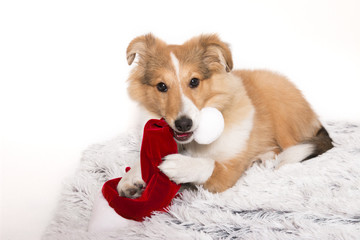 sheltie mit nikolausmütze