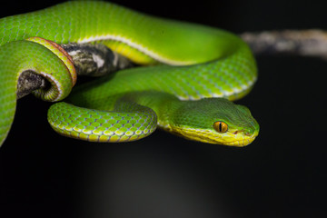 Obraz premium White lipped viper close up (Trimeresurus albolabris)