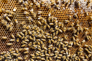 working bees on honey cells