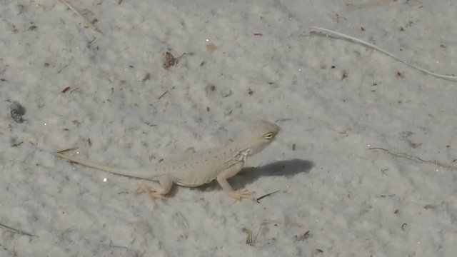 Lizard in the New Mexico white sand dunes