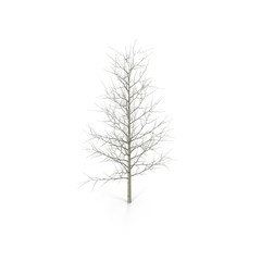 large poplar tree without leaves. Isolated over white. 3D illustration