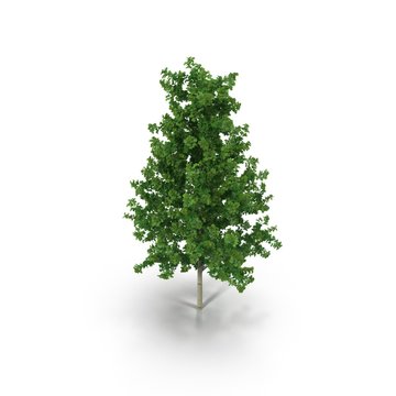 Poplar tree isolated on white. 3D illustration