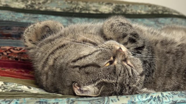 Tired cat resting on bed. Cute and peaceful film clip of relaxing pet.
