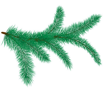 Vector illustration of fir branch