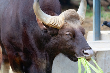 Afrian buffalo eating grass
