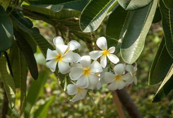 White plumeria on the plumeria tree, frangipani tropical flowers
