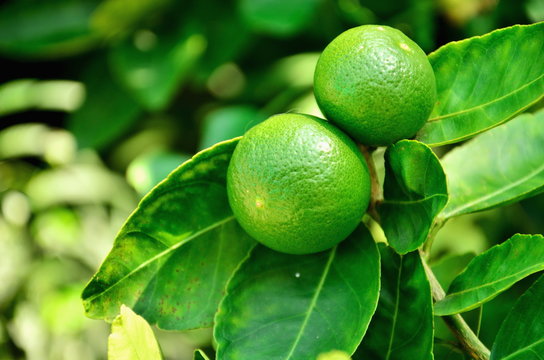 Lime tree with fruits closeup