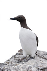 Guillemot, Uria aalge