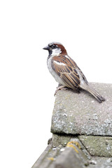 House sparrow, Passer domesticus