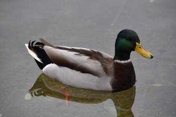Male mallard