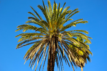 Park z roślinami tropikalnymi © Senatorek