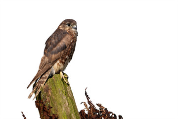 Merlin, Falco columbarius