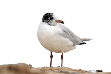 Mediterranean gull, Larus melanocephalus