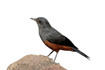 Mocking cliff-chat, Thamnolaea cinnamomeiventris