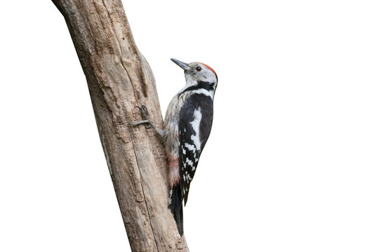 Middle-spotted woodpecker, Dendrocopos medius