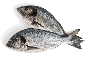 Dorado fishes, above view.