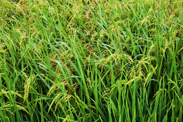 Rice fields on terraced Thailand, Vietnam or Bali