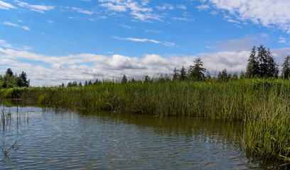 Chehalis River Surge