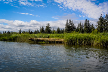 Chehalis River Surge