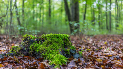 Mit Moos bewachsener Baumstumpf in einem wunderschönen herbstlichen Wald