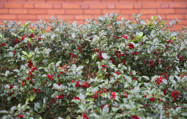Fototapeta na wymiar background of Ilex aquifolium. brick wall and holly branches with fruits