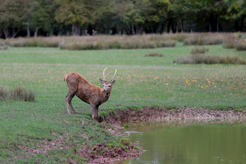 au bord de l'eau 