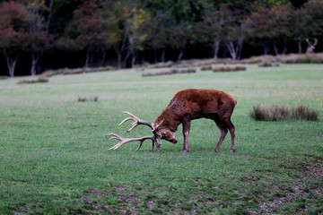 Naklejka premium les bois du cerf 