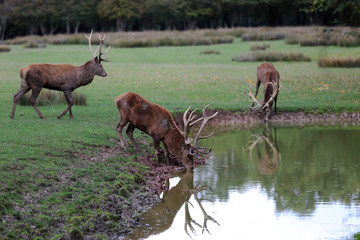 trois cerfs à la mare 