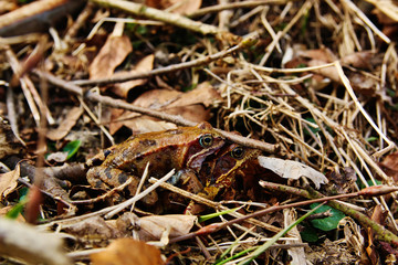 Closeup of couple frogs