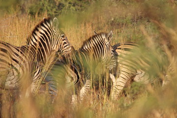 Fototapeta na wymiar Pilanesberg Zebras