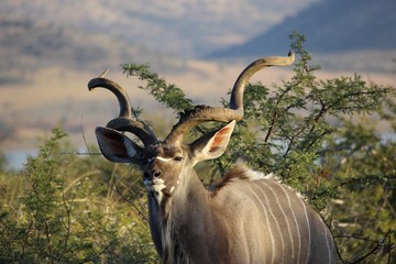 Greater Kudu © Evan
