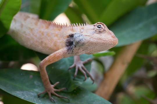 Chameleon on the tree, The white chameleon