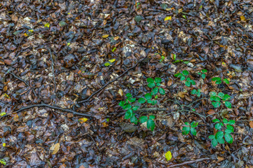 Junge Pflanze mit grünen Blättern über Herbstlaub